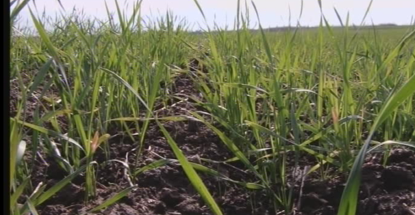 کشت گندم در پنج میلیون و 750 هزار هکتار مزارع کشور کشت گندم در پنج میلیون و 750 هزار هکتار مزارع کشور