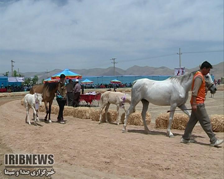 فراخوان جشنواره منطقه ای زیبایی اسب اصیل ترکمن