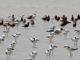 کوچ پرندگان مهاجر از شمال خوزستان