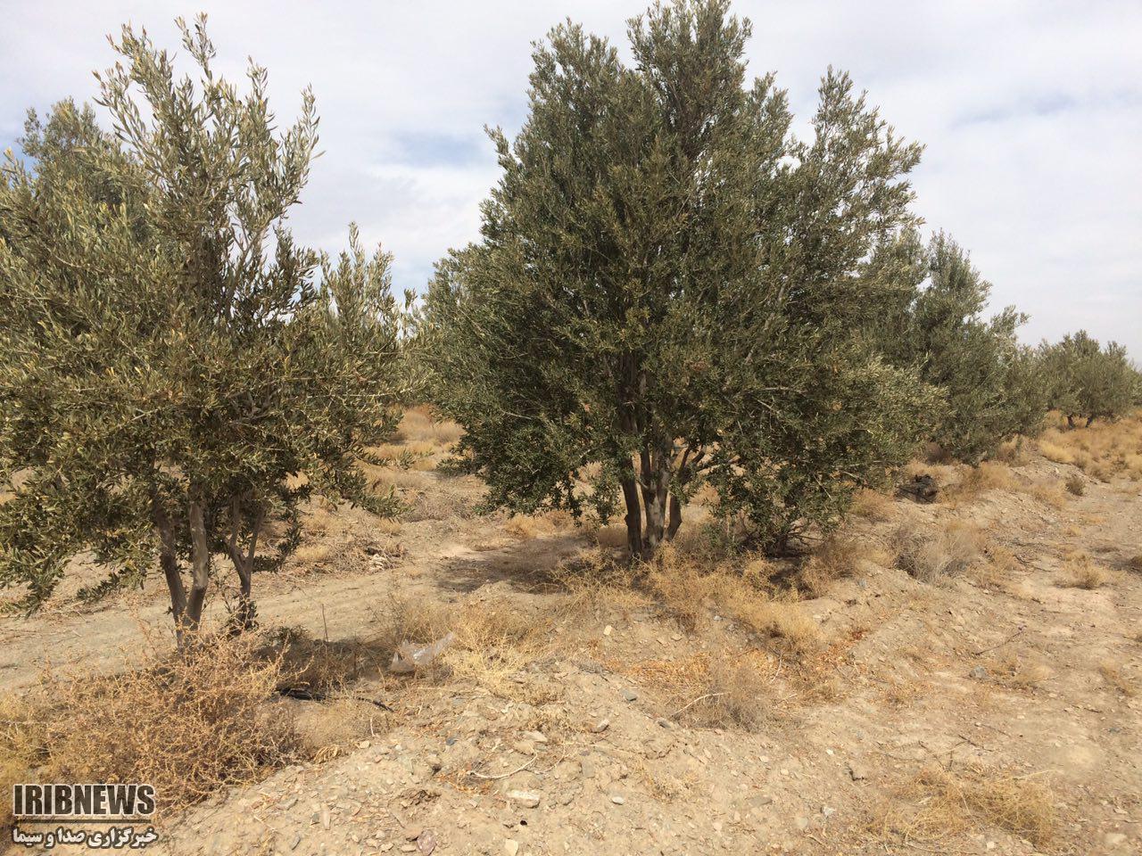 مبارزه با آفت پسیل و شپشک در نهبندان