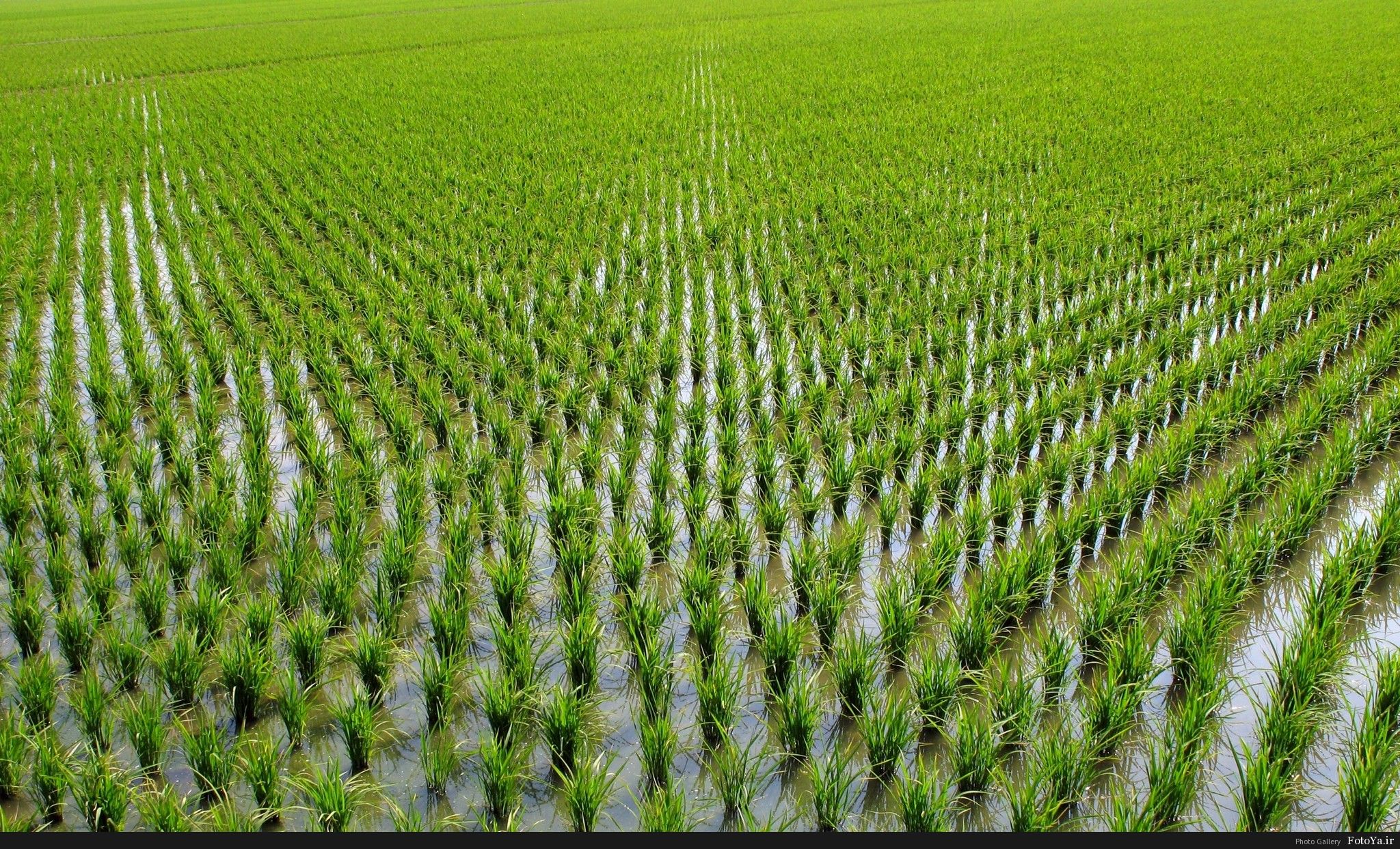 آغاز کار نشا برنج در چرام