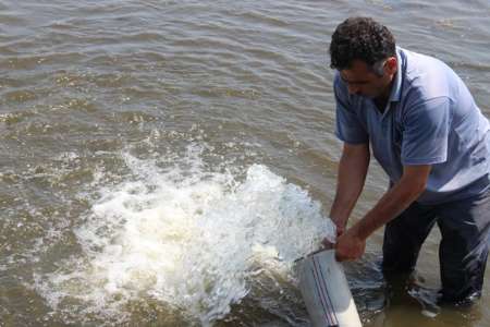 رها سازی 5 میلیون قطعه بچه ماهی در تالاب هویزه