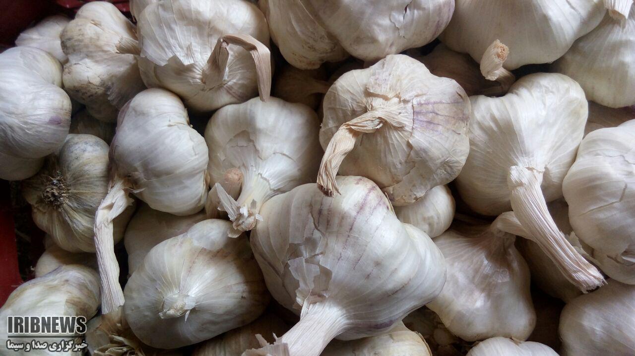 آغاز برداشت سیر در تویسرکان