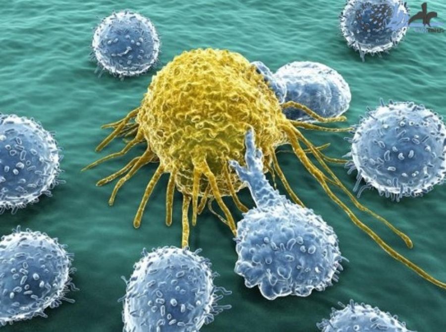 استفاده از ویروس دستکاری شده ژنتیکی برای مقابله با سرطان استفاده از ویروس دستکاری شده ژنتیکی برای مقابله با سرطان