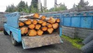 کشف محموله چوب قاچاق بلوط در چهارمحال و بختیاری