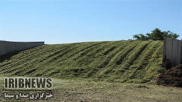 پایان برداشت ذرت علوفه ای از مزارع خرم دره