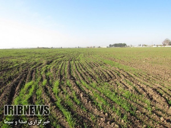 65 درصدازسطح زیرکشت گندم استان از ارقام اصلاح شده