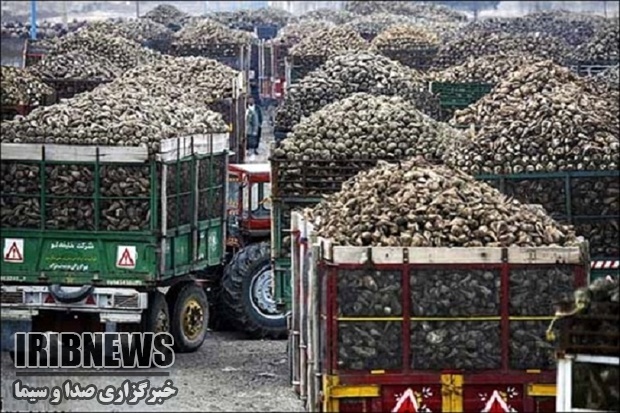 تحویل 90 هزار تن چغندر در مهاباد به کارخانه های قند تحویل 90 هزار تن چغندر در مهاباد به کارخانه های قند