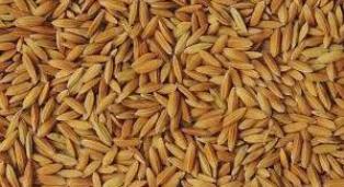 توزیع بیش از 20 تن بذر شالی در سوادکوه شمالی و قائم شهر