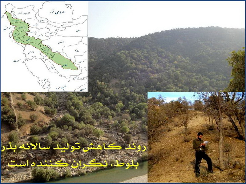 بررسی راهکارهای مبارزه با آفت جوانه خوار بلوط