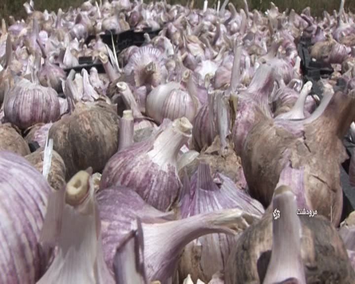 افزایش ۲ برابری برداشت سیر در مرودشت + فیلم