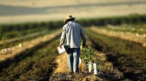 جنگ تجاری با چین، بلای جان کشاورزان آمریکا