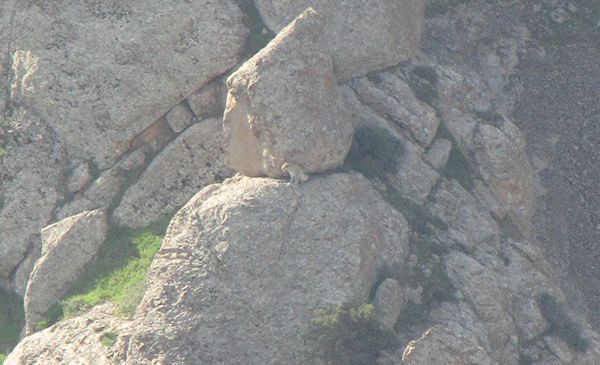 مرگ تدریجی یک رویا / نه / مرگ تدریجی پلنگ ایرانی مرگ تدریجی یک رویا / نه / مرگ تدریجی پلنگ ایرانی