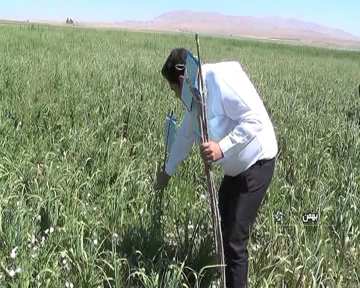 تولید محصول سالم سیر در مزارع کلوان خسروشیرین