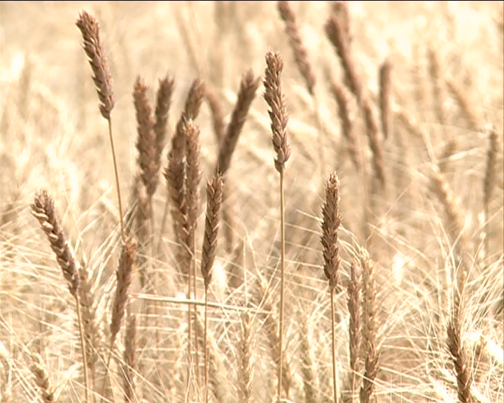 خرید بیش از 31 هزار تن گندم از کشاورزان سیستان و بلوچستان خرید بیش از 31 هزار تن گندم از کشاورزان سیستان و بلوچستان