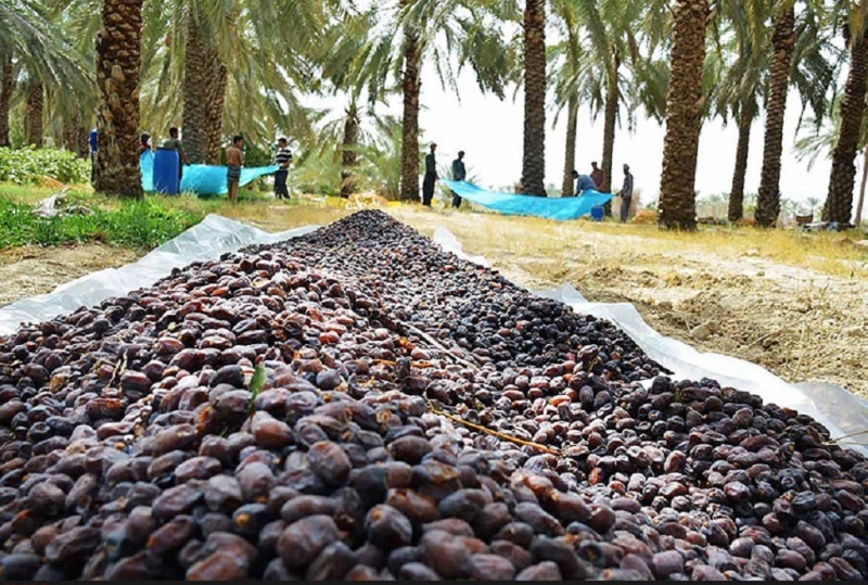 خرید توافقی خرما در خوزستان بزودی آغاز می شود