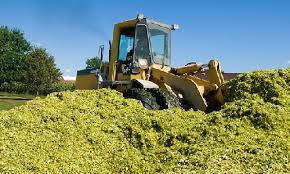 نیشابور، رتبه اول تولید ذرت علوفه ای خراسان رضوی