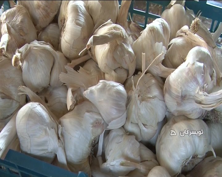 گوجه نایاب شد،سیر مشتری ندارد