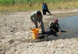 نجات صدها قطعه ماهی از بركه های دره پرستو های نیشابور