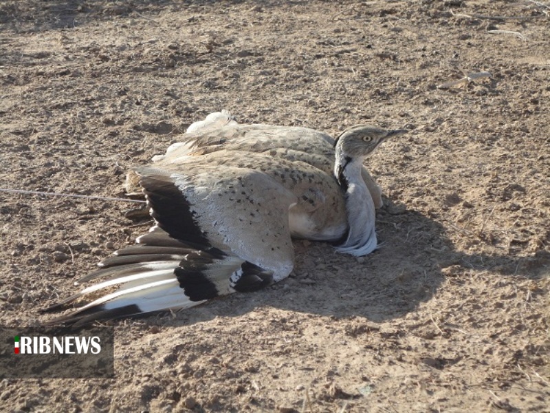 جمع آوری بیش از ۲۰۰۰ تله و دام زنده گیری هوبره در خراسان جنوبی