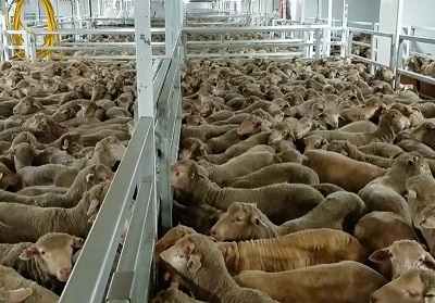 تعداد دام سبک کشور به ۶۶ میلیون راس رسید