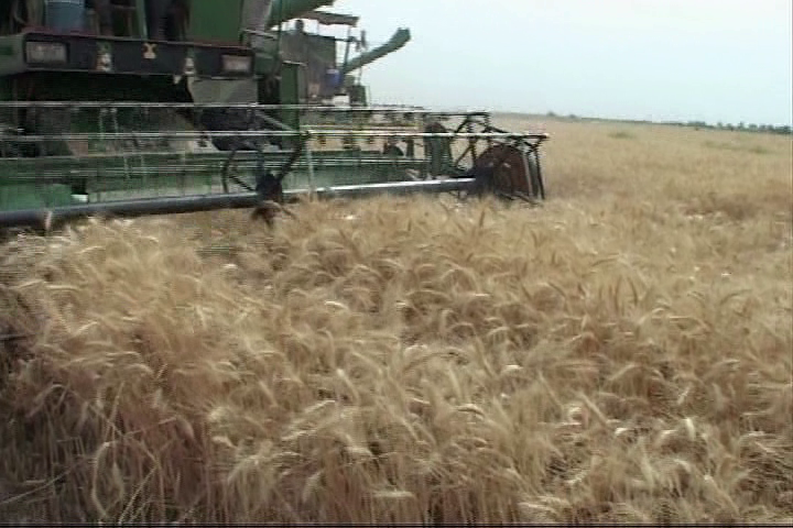 برداشت خوشه های طلایی در ایرانشهر برداشت خوشه های طلایی در ایرانشهر