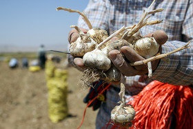 برگزاری سومین جشنواره سیر و موسیر در همدان