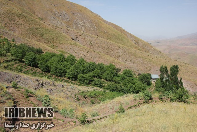 توسعه باغات در اراضی شیبدار البرز