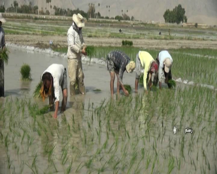 با بارش خوب سال جاری