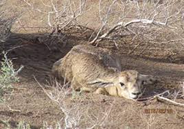 رها سازی یک راس بره آهو در مه ولات