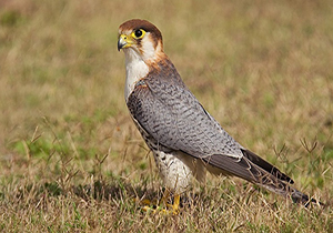 تحویل یک بهله شاهین به اداره حفاظت محیط زیست