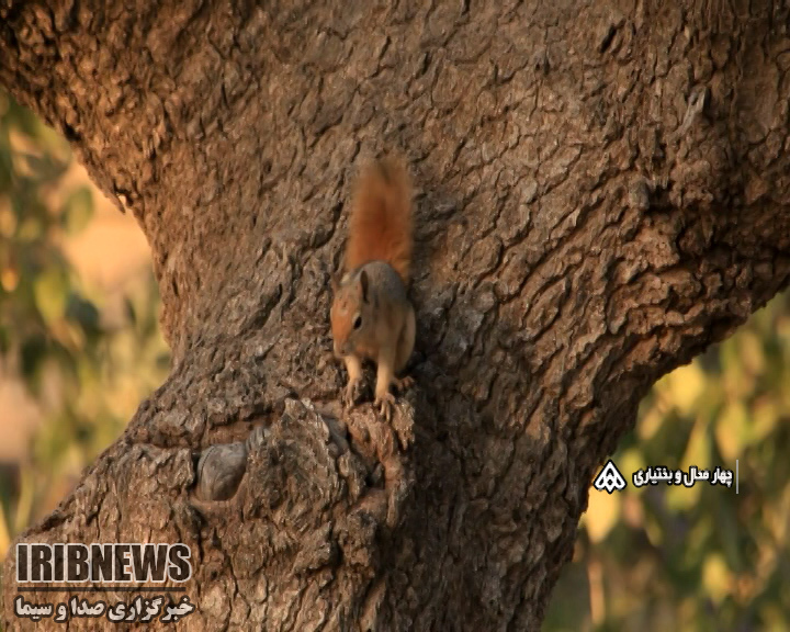 از جنگل های زاگرس تا بازارهای سیاه