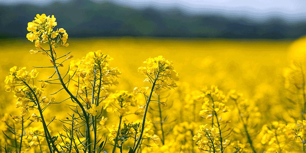 توسعه کشت کلزا در خمین