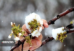 سرمای دیررس بهاره و دغدغه سرمازدگی