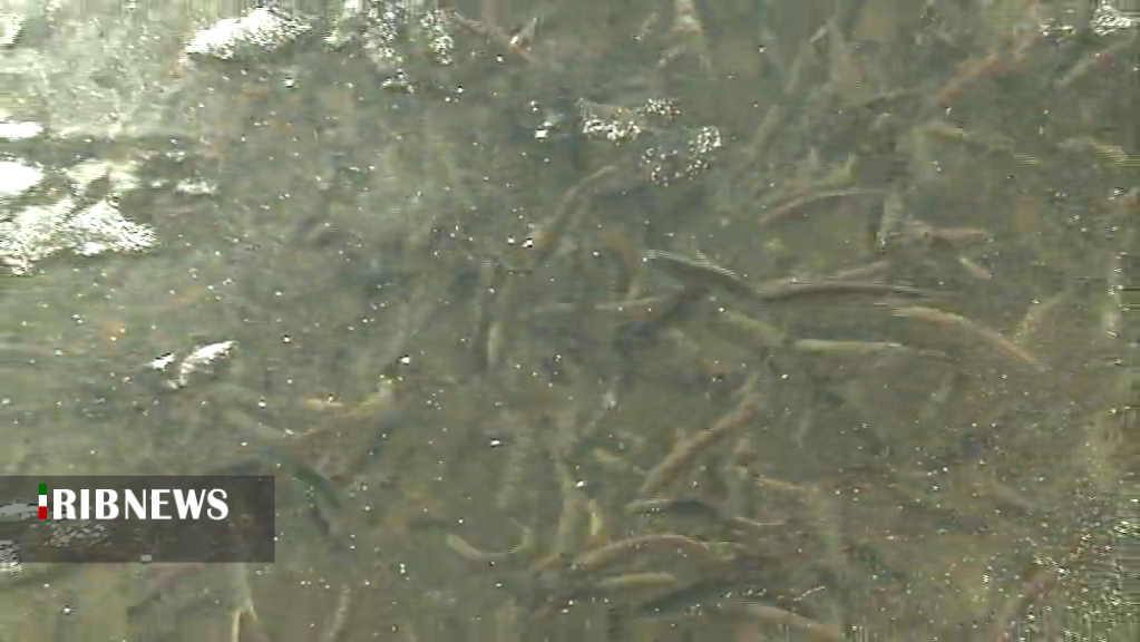 آبزی پروری ظرفیتی بزرگ و سودآوردر کرمان