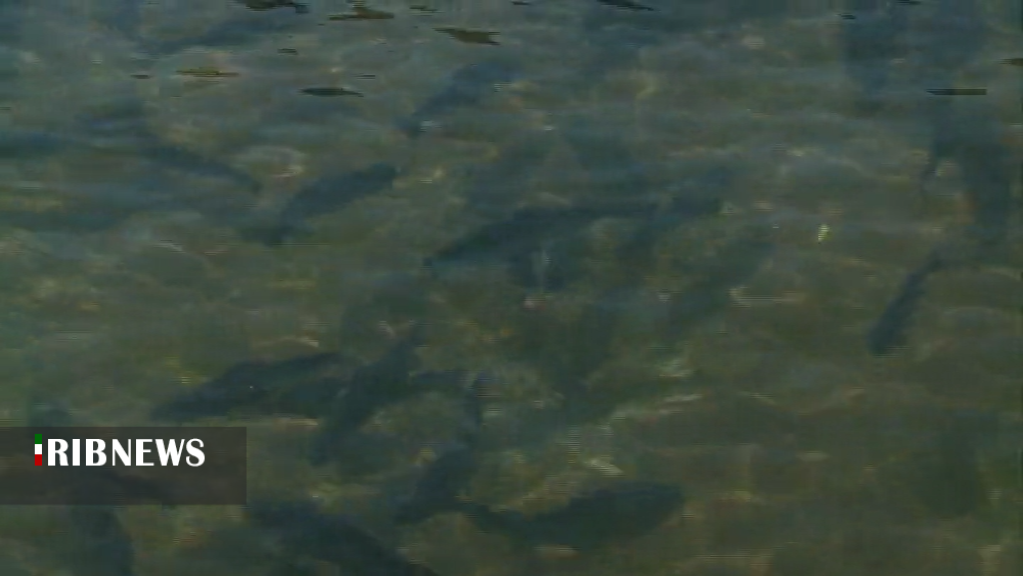 آبزی پروری ظرفیتی بزرگ و سودآوردر کرمان