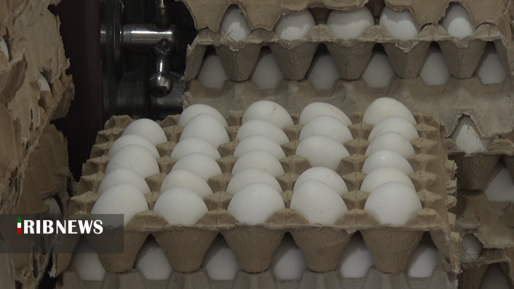 معمای کمبود مرغ و تخم مرغ کی حل می شود؟