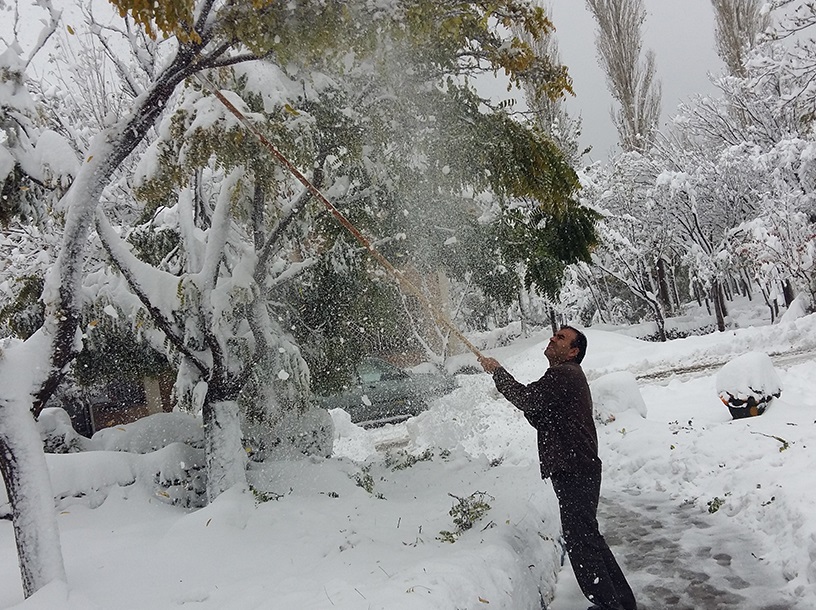 شاخه های برف گرفتهٔ درختان را بتکانید