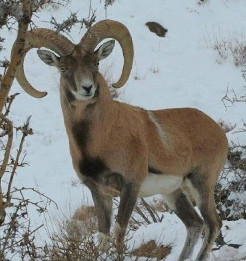 حیات وحش بومی ایران را بشناسید