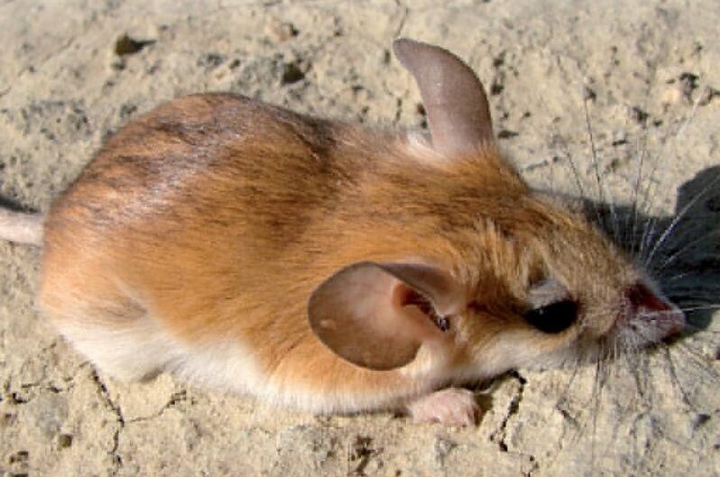 حیات وحش بومی ایران را بشناسید