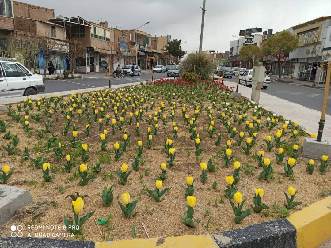 خودنمایی ۲ هزار لاله در بهار ۱۴۰۰