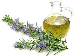 ّگیاه رزماری؛ معجزه طبیعت