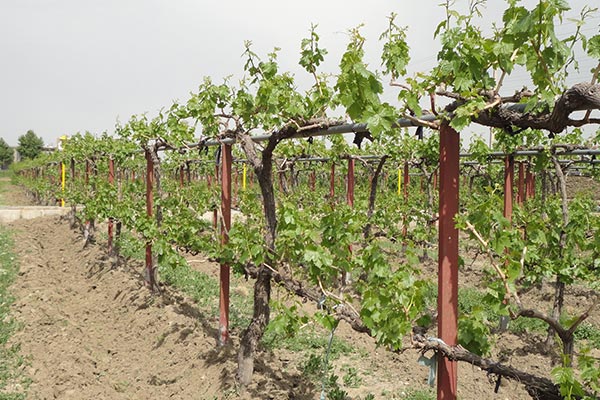 تولید ارقام مطلوب انگور در خنداب با پیوند اسکنه&zwnj;ای