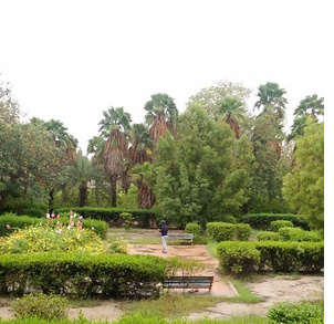 واکاوی قطع درختان مثمر نیروگاه برق بندرعباس واکاوی قطع درختان مثمر نیروگاه برق بندرعباس