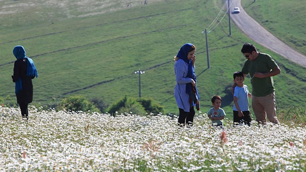 نابودی گلهای بابونه فندقلو با هجوم بی ملاحظه گردشگران