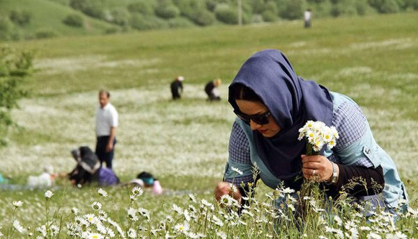 نابودی گلهای بابونه فندقلو با هجوم بی ملاحظه گردشگران