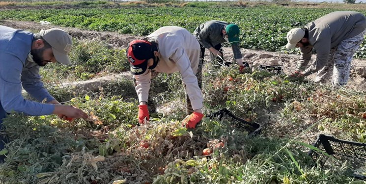 یاری رساندن جهادگران به کشاورزان یاری رساندن جهادگران به کشاورزان