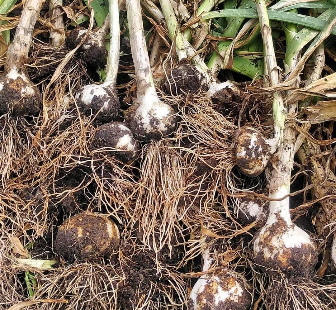 برداشت سیر در شهرستان زهک