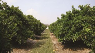 افزایش ۳ هزار هکتاری باغهای مرکبات در توکهور وهشتبندی افزایش ۳ هزار هکتاری باغهای مرکبات در توکهور وهشتبندی