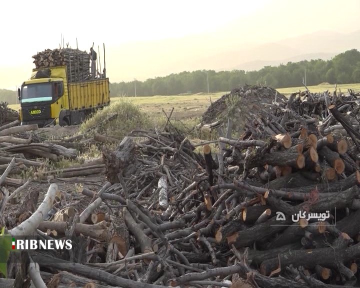 قطع درختان و خروج ده هزار تن چوب در سال 98 از تویسرکان قطع درختان و خروج ده هزار تن چوب در سال 98 از تویسرکان